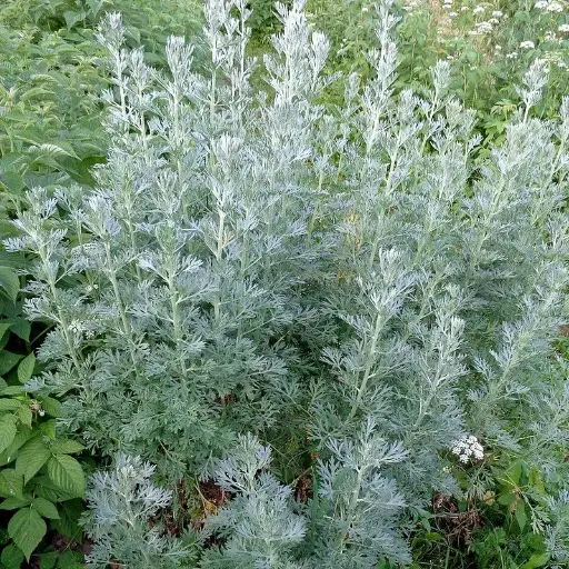 Absynthe
