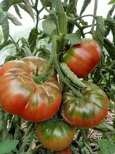 Charbonnière du Berry