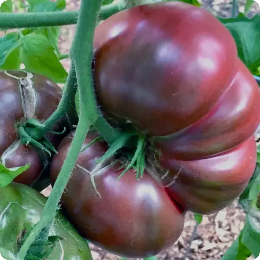 Cherokee purple