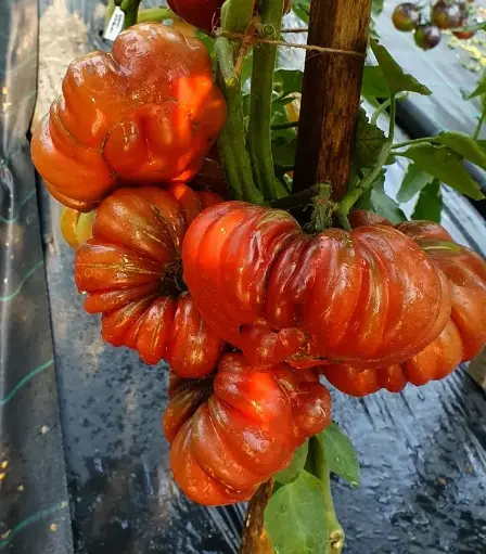 Zapotec brown flesh