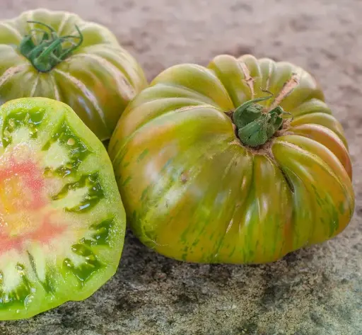 Ananas zebra verte