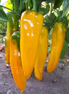 Poivron yellow Marconi