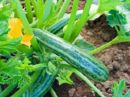 Verte non coureuse d’Italie