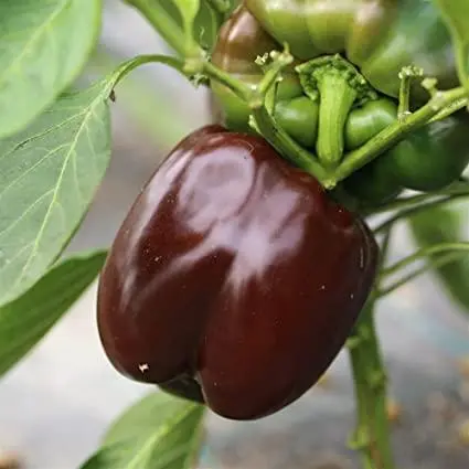 Poivron chocolat
