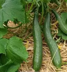 Rollison’s télégraph