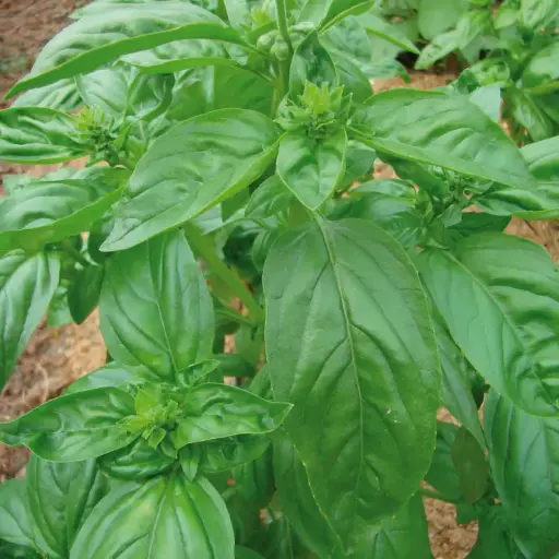 Basilic Genovese
