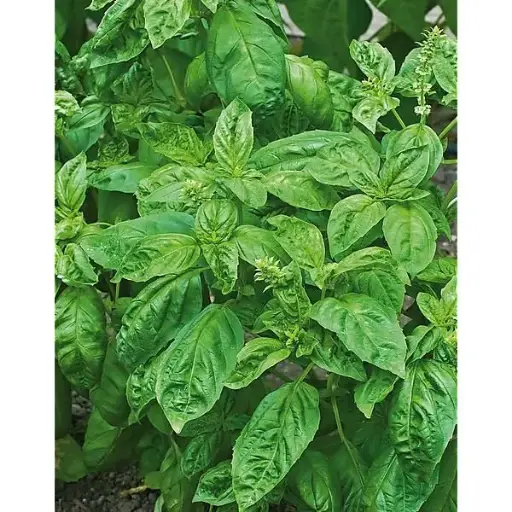 Basilic citron Mrs Burn