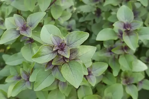 Basilic sacré Tulsi
